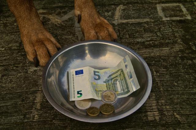 KONICA MINOLTA DIGITAL CAMERA