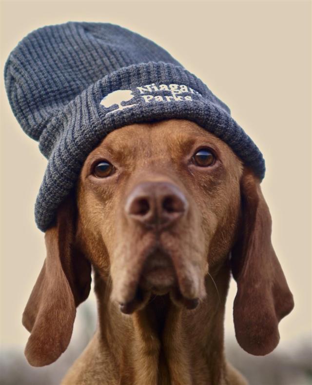 KONICA MINOLTA DIGITAL CAMERA