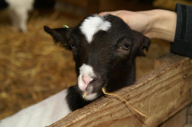 KONICA MINOLTA DIGITAL CAMERA