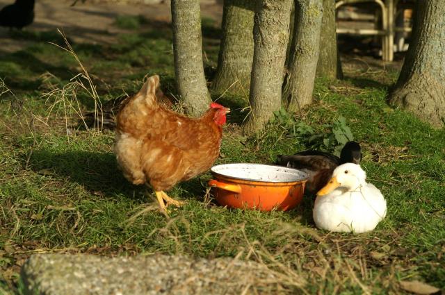 KONICA MINOLTA DIGITAL CAMERA