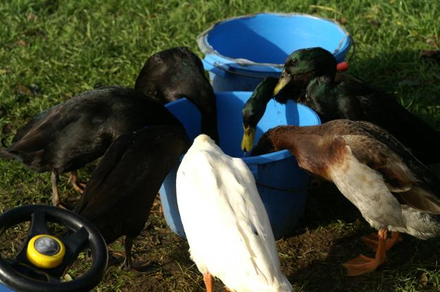 KONICA MINOLTA DIGITAL CAMERA