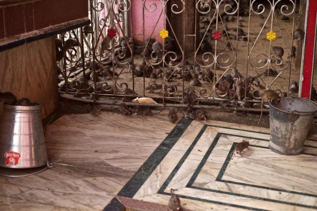 Glücksbringer: Ich sehe eine weiße Ratte!