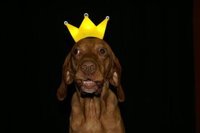 KONICA MINOLTA DIGITAL CAMERA