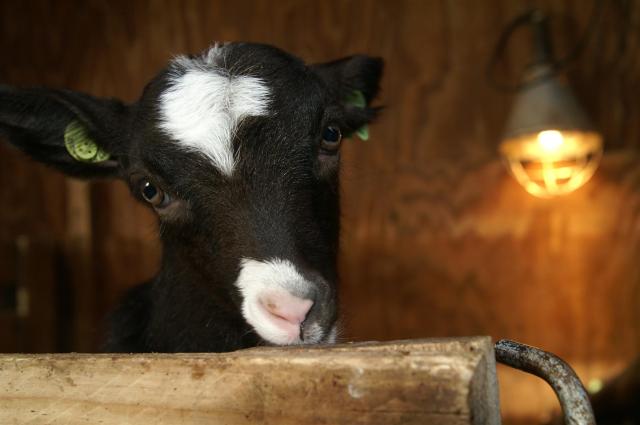 KONICA MINOLTA DIGITAL CAMERA