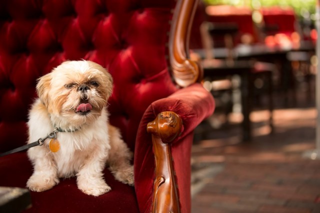 Greenstreet-Cafe-dog_kl (Large)