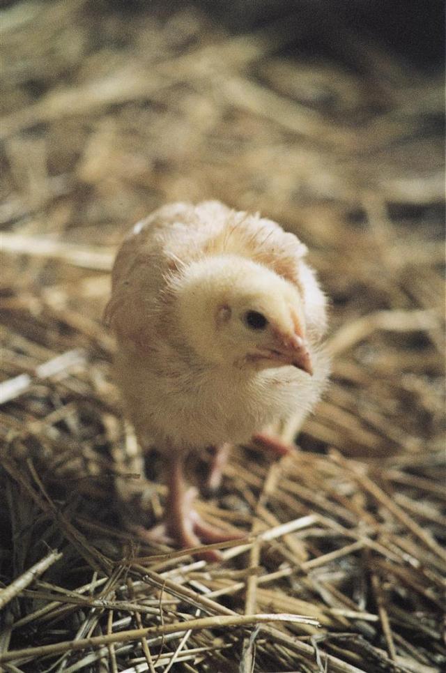 Küken 1, © VIER PFOTEN,  Dania Huber (Large)