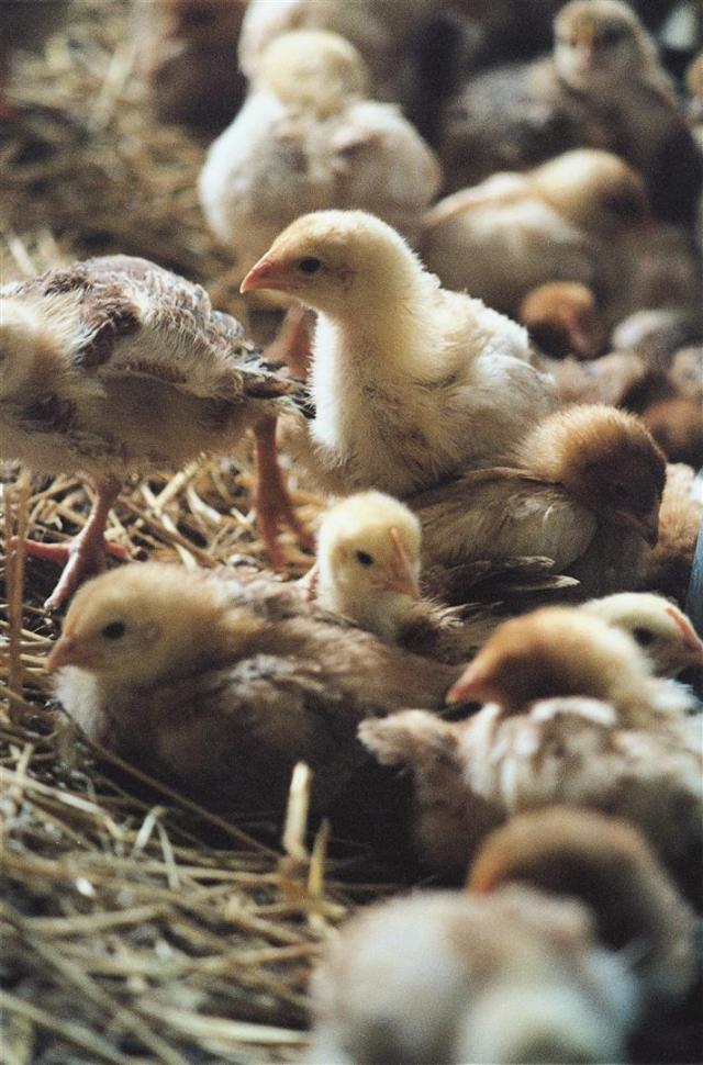 Küken 2 © VIER PFOTEN  Dania Huber (Large)