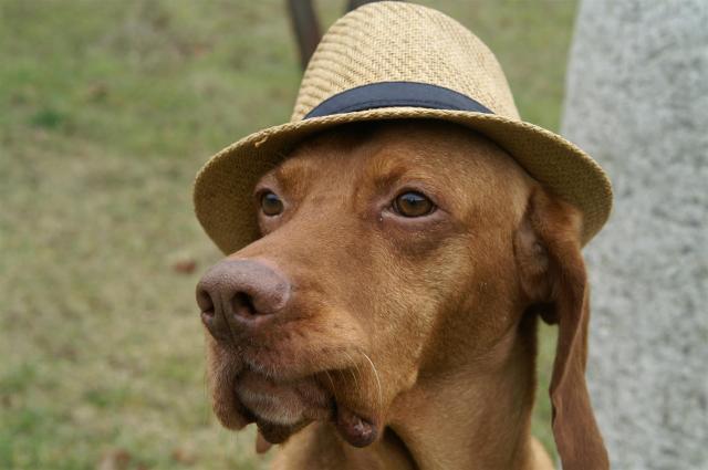 KONICA MINOLTA DIGITAL CAMERA