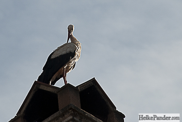 Storch_Schloss_Reichmannsdorf (c) Heike Pander_0211