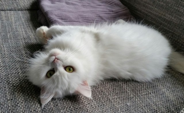 20160130_122543-1 (Large)