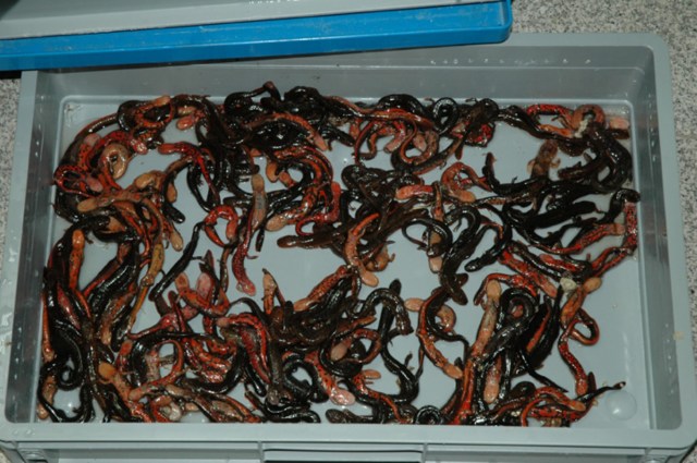 Ein großer Teil der Tiere überlebt den Transport nicht.