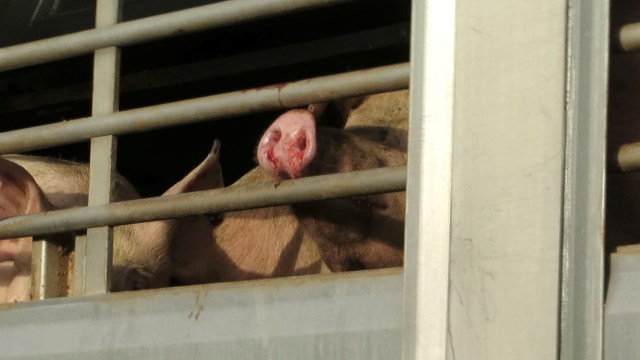 Pigs Transport Spain 2015