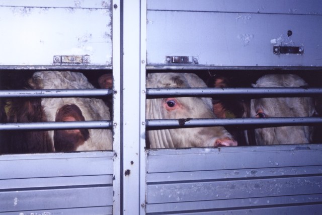 cattle on transport area