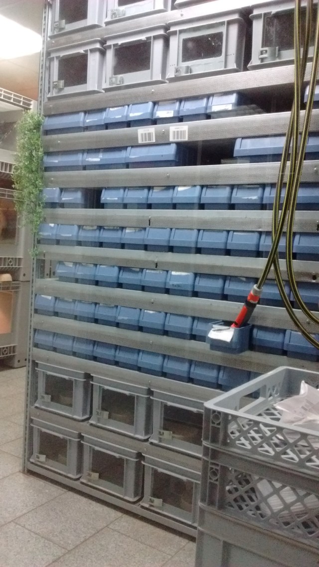 Rackhaltung von Reptilien bei einem Händler.