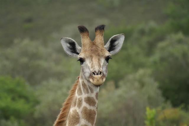 KONICA MINOLTA DIGITAL CAMERA