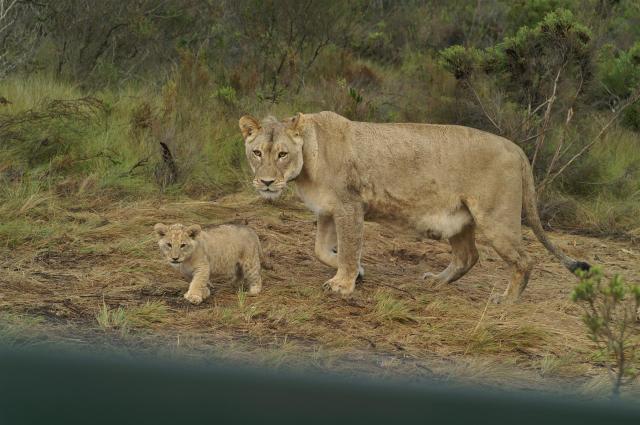 KONICA MINOLTA DIGITAL CAMERA