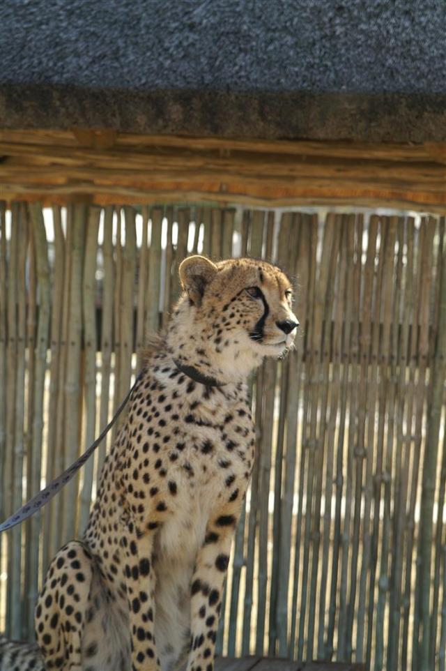 KONICA MINOLTA DIGITAL CAMERA