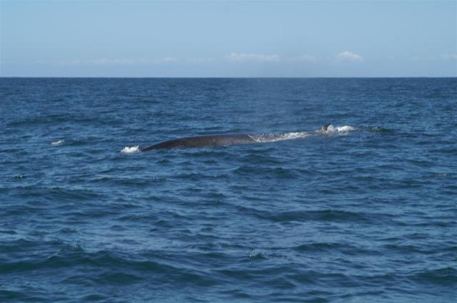 KONICA MINOLTA DIGITAL CAMERA