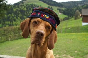 KONICA MINOLTA DIGITAL CAMERA