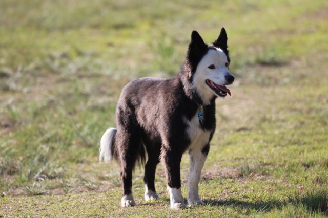 thumb_Entlaufene Hunde kehren oft an den Ort zurück, an dem sie ihre Halter zuletzt gesehen haben © VI_1024