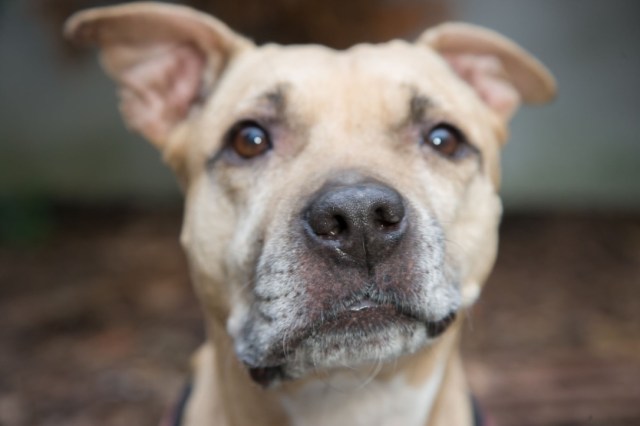 thumb_Porträt Hund © VIER PFOTEN, Tibur Rauch_1024