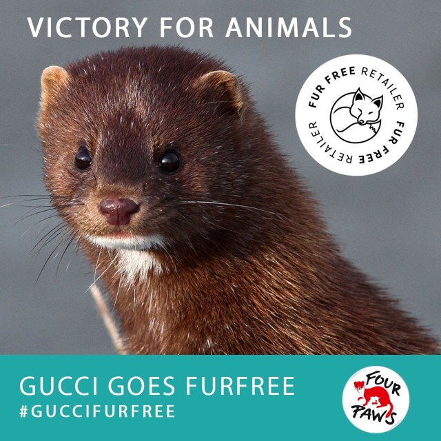 Gucci goes furfree (Large)