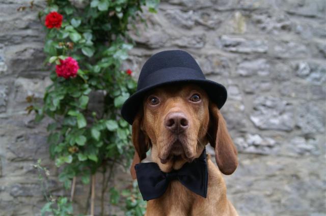 KONICA MINOLTA DIGITAL CAMERA