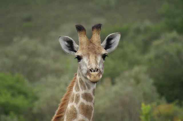 KONICA MINOLTA DIGITAL CAMERA