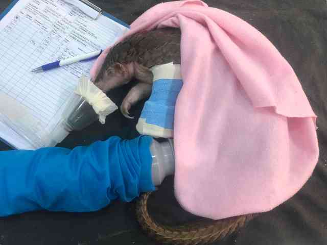 0220-Lee-© Save Vietnams Wildlife